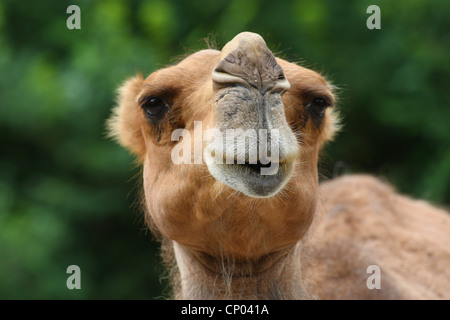 dromedary, one-humped camel (Camelus dromedarius), portrait Stock Photo