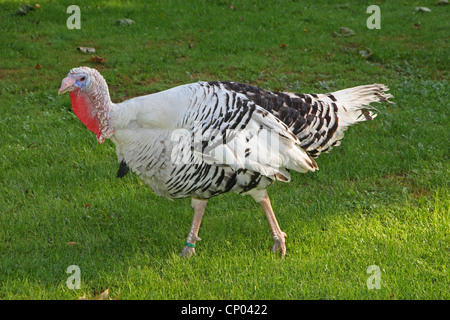 common turkey (Meleagris gallopavo), Croellwitzer Pute Stock Photo