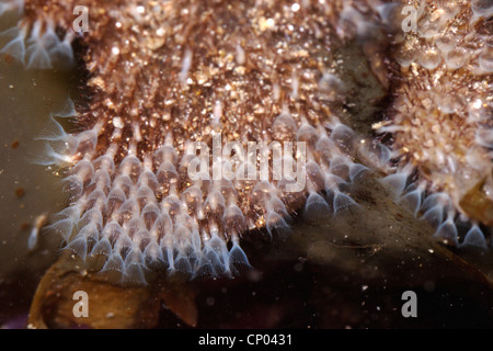 Bristly bryozoan (Flustrellidra hispida : Alcyonidiidae) with lophophores visible, in a rockpool, UK. Stock Photo