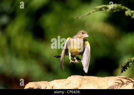 western greenfinch (Carduelis chloris), landing Stock Photo