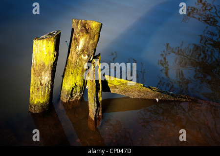 Derelict pieces of wood protruding from the lake at Lymm Dam, Cheshire, on a sunny evening Stock Photo