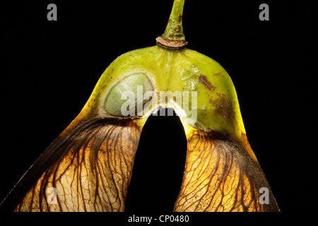 sycamore maple, great maple (Acer pseudoplatanus), fruit of a maple tree, opened to have a look on a seed, Germany