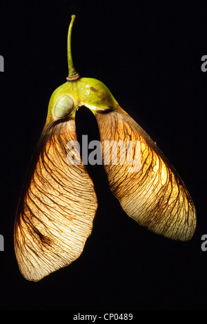 sycamore maple, great maple (Acer pseudoplatanus), fruit of a maple tree, opened to have a look on a seed, Germany Stock Photo