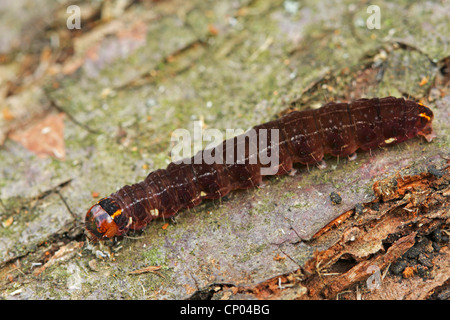 satellite (Eupsilia transversa), on wood, Germany, Baden-Wuerttemberg Stock Photo