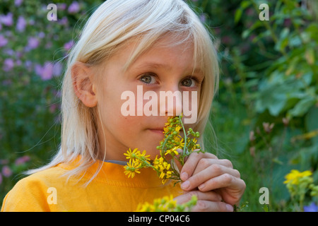 common ragwort, stinking willie, tansy ragwort, tansy ragwort (Senecio jacobaea), young girl smelling at yellow blossoms, Germany Stock Photo