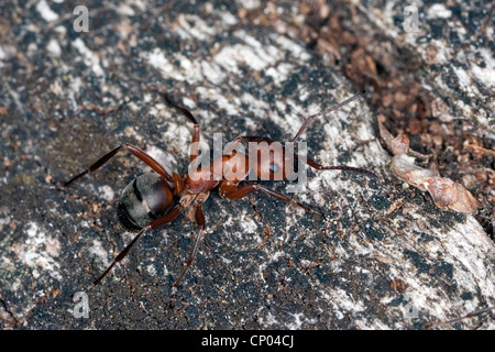 Blood-red ant, Slave-making ant (Formica sanguinea, Raptiformica sanguinea), on bark Stock Photo