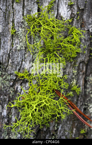 wolf lichen, staghorn lichen (Letharia vulpina), growing on bark, Switzerland, Valais Stock Photo