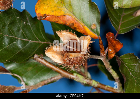 common beech (Fagus sylvatica), fruit with beechnuts, Germany Stock Photo
