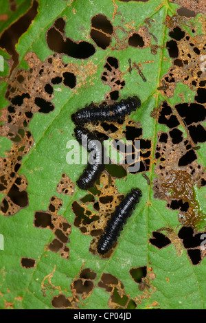 alder leaf-beetle (Agelastica alni), larvae feeding on alder leaves, Germany Stock Photo