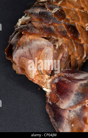 Norway spruce (Picea abies), seeds of a spruce on a cone scale, Germany Stock Photo