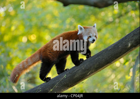 lesser panda, red panda (Ailurus fulgens), walking on a tree trunk Stock Photo