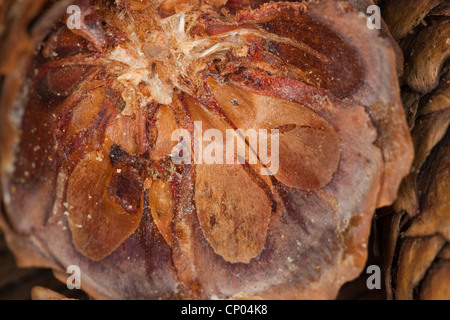 Norway spruce (Picea abies), seeds of a spruce on cone scales, Germany Stock Photo