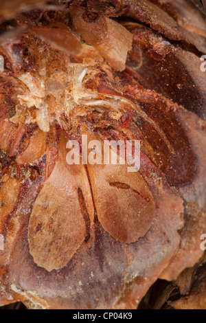 Norway spruce (Picea abies), seeds of a spruce on cone scales, Germany Stock Photo