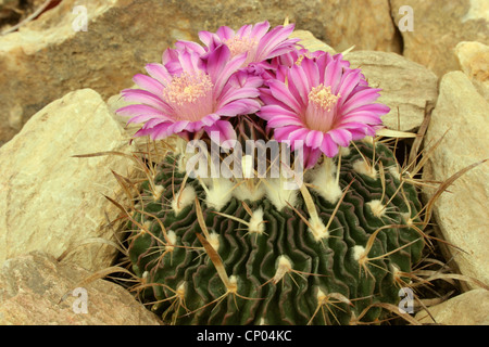 Cactus (Stenocactus species) Lau 1564 grown from seed collected in the Sierra de Salamanca, Tamaulipas, Mexico. Stock Photo