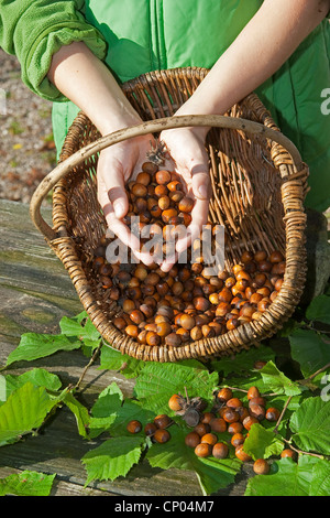 Common hazel (Corylus avellana), mature nuts collected in a basket, Germany Stock Photo