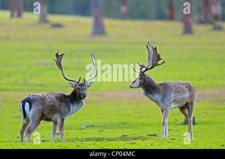 fallow deer (Dama dama, Cervus dama), fighting stags at rutting time, Germany, North Rhine-Westphalia