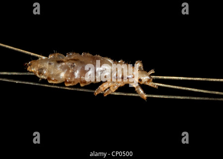 head louse (Pediculus capitis, Pediculus humanus capitis, Pediculus humanus), louse in human hair, Germany Stock Photo