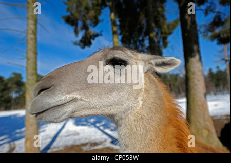 guanaco (Lama guanicoe), portrait in winter, Germany Stock Photo