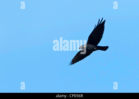 jackdaw (Corvus monedula), flying, Germany, Rhineland-Palatinate Stock Photo