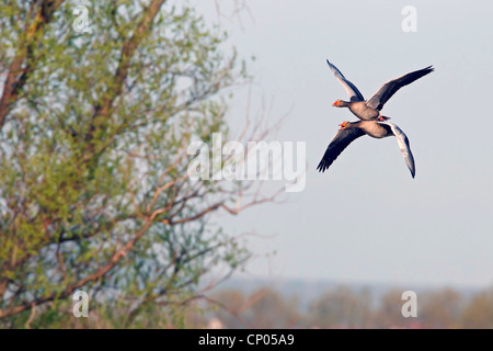 greylag goose (Anser anser), two Greylag geese flying calling, Germany, Rhineland-Palatinate