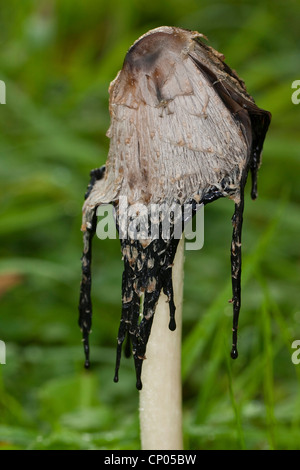 Shaggy ink cap, Lawyer's wig, Shaggy mane (Coprinus comatus), older individuals, Germany Stock Photo