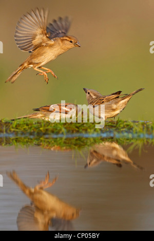 house sparrow (Passer domesticus), sittin on the waterfront, on is landing, Germany, Rhineland-Palatinate Stock Photo