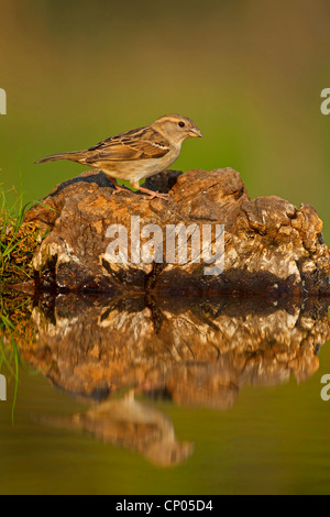 house sparrow (Passer domesticus), female sitting on a rock on the waterfront, Germany, Rhineland-Palatinate Stock Photo