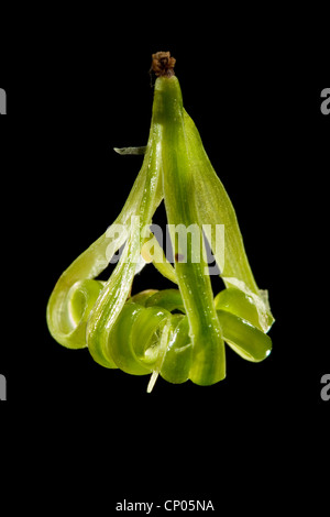 small balsam (Impatiens parviflora), fruit with catapult mechanism, Germany Stock Photo
