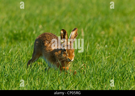 European hare (Lepus europaeus), jumping in a meadow, Germany, Rhineland-Palatinate Stock Photo