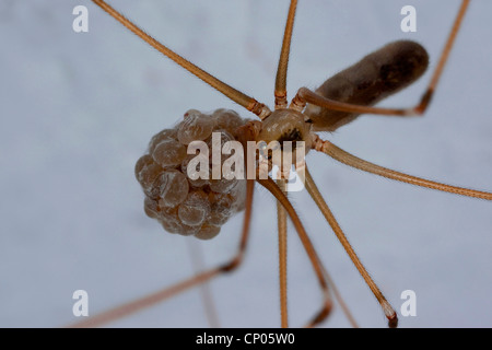 Long-bodied cellar spider, Longbodied cellar spider (Pholcus phalangioides), female with cacoon just bevor hatching, Germany Stock Photo