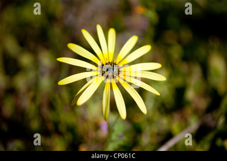 Cape dandelion, Cape weed, capeweed, African marigold (Arctotheca calendula), flower, South Africa, Northern Cape, Namaqua National Park, Kamieskroon Stock Photo
