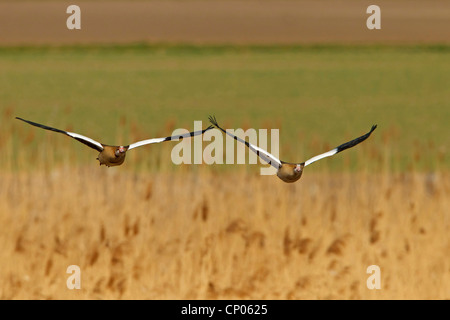 Egyptian goose (Alopochen aegyptiacus), pair flying, Germany, Rhineland-Palatinate Stock Photo