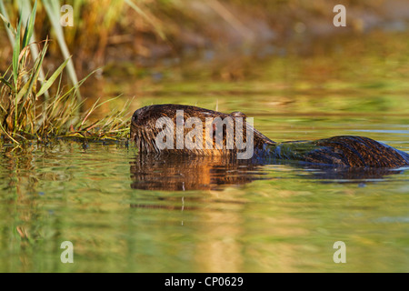 coypu, nutria (Myocastor coypus), swimming, Germany, Rhineland-Palatinate Stock Photo