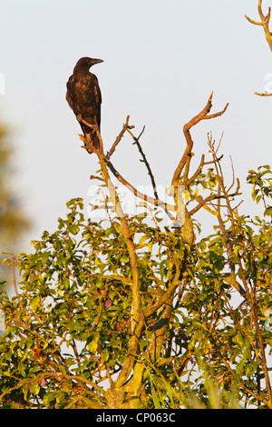 carrion crow (Corvus corone corone), sitting on a branch, Germany, Rhineland-Palatinate Stock Photo