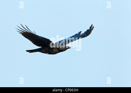 carrion crow (Corvus corone corone), flying, Germany, Rhineland-Palatinate Stock Photo