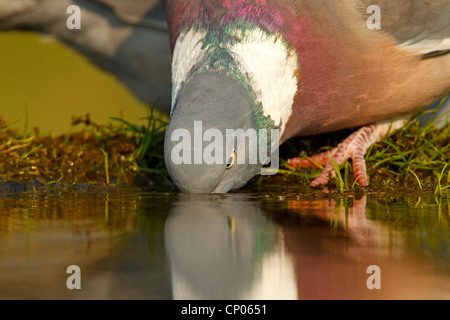 wood pigeon (Columba palumbus), drinking, Germany, Rhineland-Palatinate Stock Photo