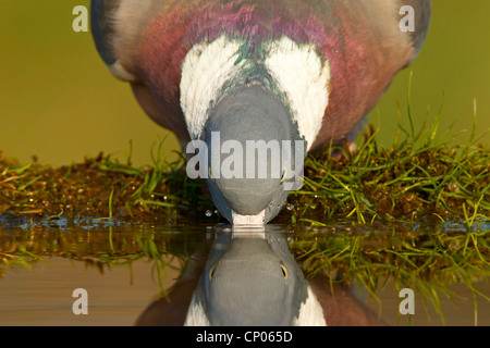 wood pigeon (Columba palumbus), drinking, Germany, Rhineland-Palatinate Stock Photo