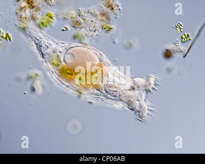 rotifer (Philodina spec.), on the feed, Germany Stock Photo