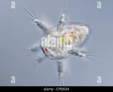 copepods (Copepoda), Nauplius larva of copepod in dark field mikroskopy ...