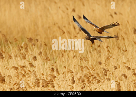 Western Marsh Harrier (Circus aeruginosus), couple flying above reed, Germany, Rhineland-Palatinate Stock Photo