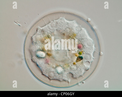 Testate amoeba (Arcella spec.), with focus on the inner structure, Germany Stock Photo