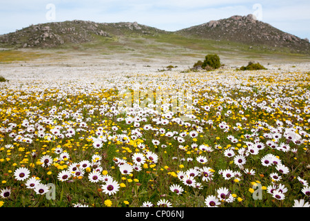 flower meadow with white flowering Dimorphotheca pluvialis, South Africa, Western Cape, West Coast National Park, Langebaan Stock Photo
