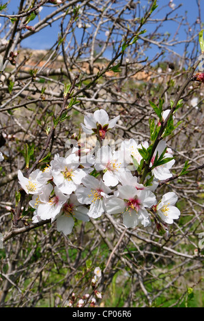 sweet almond (Prunus amygdalus var. dulcis, Prunus dulcis var. dulcis), blooming almond branch, Cyprus Stock Photo