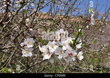 sweet almond (Prunus amygdalus var. dulcis, Prunus dulcis var. dulcis), blooming almond branch, Cyprus Stock Photo