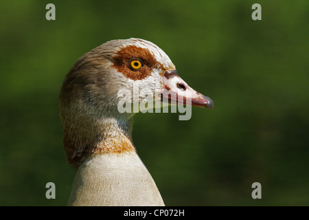 Egyptian goose (Alopochen aegyptiacus), portrait, Germany Stock Photo