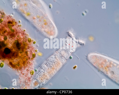 rotifer (Philodina spec.), together with to paramecia, Germany Stock Photo