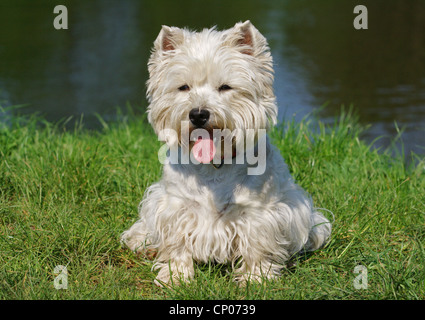 West Highland White Terrier (Canis lupus f. familiaris), sitting on meadow and panting Stock Photo