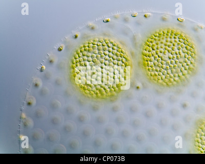 Volvox aureus (Volvox aureus), spherical mature colony with daughter colonies inside, Germany Stock Photo