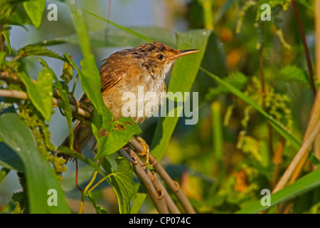 reed warbler (Acrocephalus scirpaceus), sitting in a bush, Germany, Rhineland-Palatinate Stock Photo
