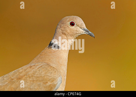 collared dove (Streptopelia decaocto), portrait, Germany, Rhineland-Palatinate Stock Photo